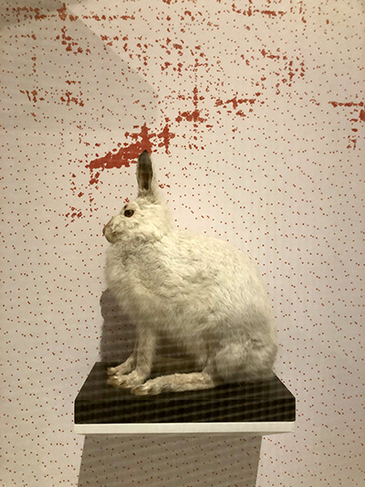 spécimen de lièvre variable de profil